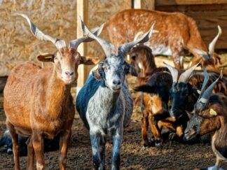 Palet de chèvre affiné