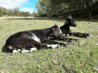 Palet de chèvre crémeux