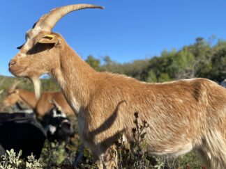 Palet de chèvre frais